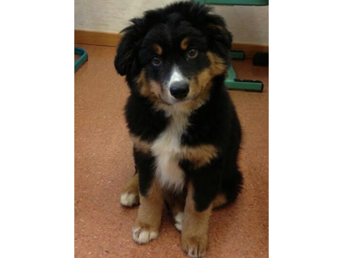 Schulhund